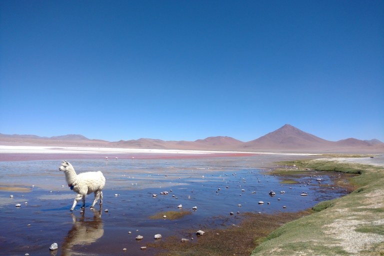 La Paz: 4-daagse Uyuni & gekleurde lagunes met vlucht.
