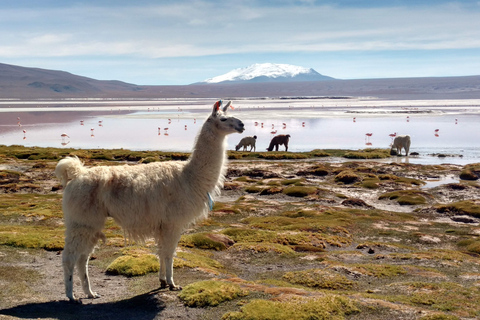 La Paz: 4-dagars Uyuni &amp; färgade laguner med flyg och hotell