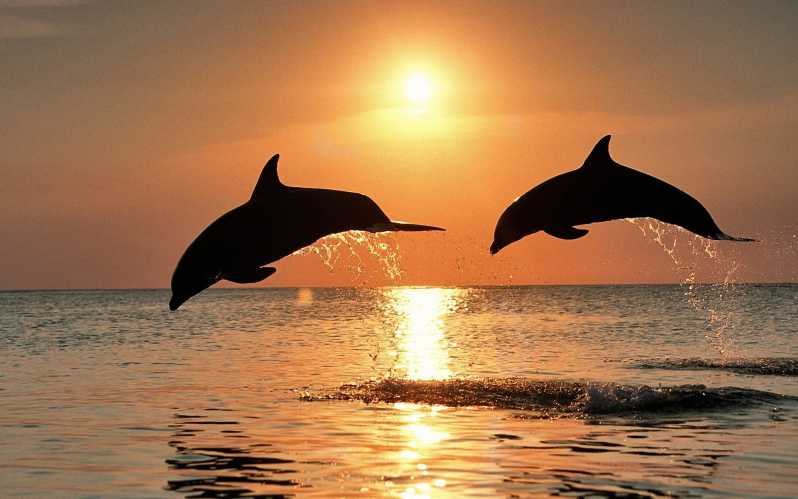 Pula: Cruise bij zonsondergang met dolfijnen kijken, diner en drankjes