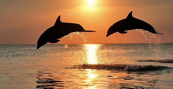 Pula: Delfine und Sonnenuntergang beobachten mit Abendessen und Getränken