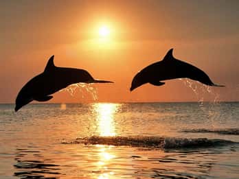 Pula: Brijuni Sunset Dolphin Cruise with Dinner & Drinks
