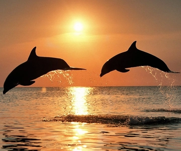 Pula: Cruzeiro com golfinhos ao pôr do sol em Brijuni com jantar e bebidas