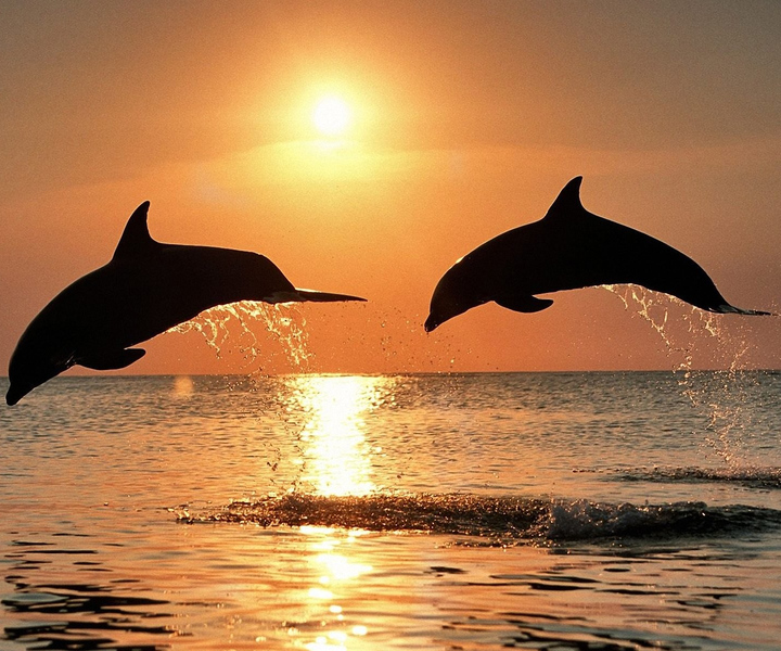 Pola: crociera al tramonto con osservazione dei delfini, cena e bevande