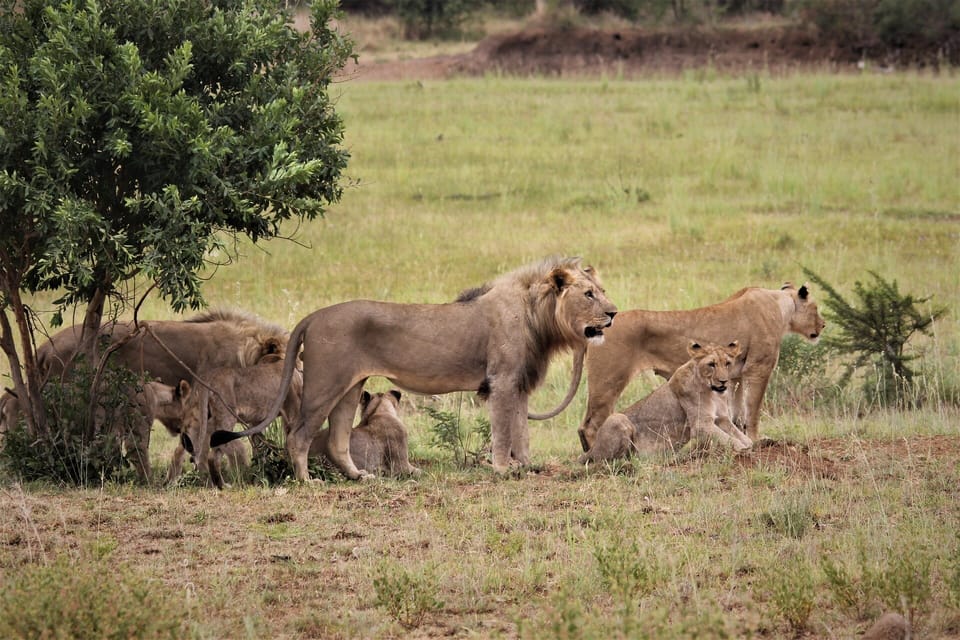 Excursi N De Un D A A Nairobi Parque Nacional De Nairobi Y Centro De