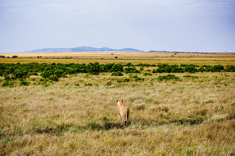 Nairobi: Park Narodowy, Sierociniec Słoni i Centrum Żyraf