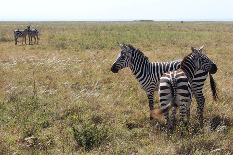 Nairobi: Park Narodowy, Sierociniec Słoni i Centrum Żyraf