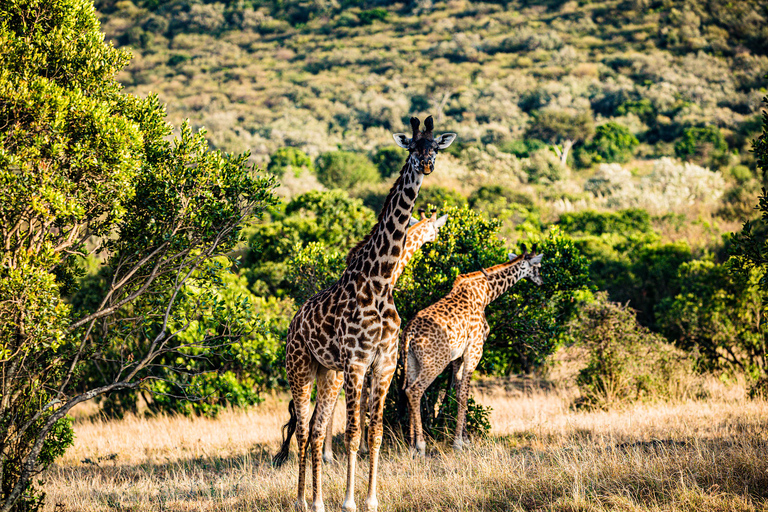 Nairobi: Park Narodowy, Sierociniec Słoni i Centrum Żyraf