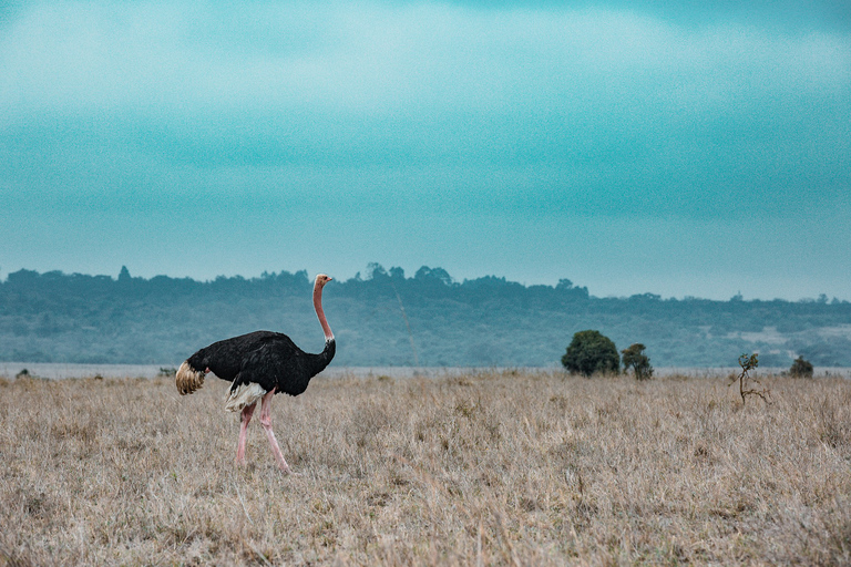 Nairobi: Park Narodowy, Sierociniec Słoni i Centrum Żyraf