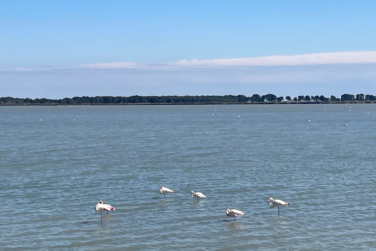 Montpellier : half day visit to a Camargue manade