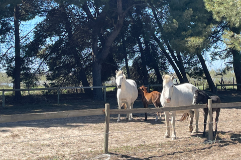 Montpellier : demi-journée de visite d'une manade camarguaise