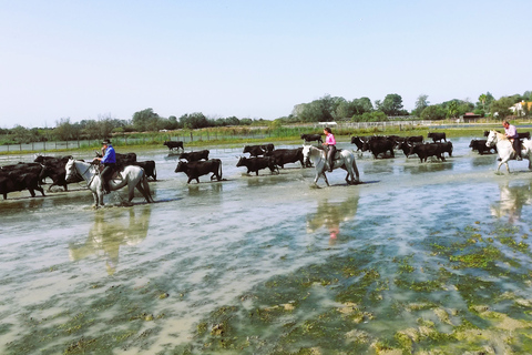 Montpellier: półdniowa wizyta w manade w Camargue