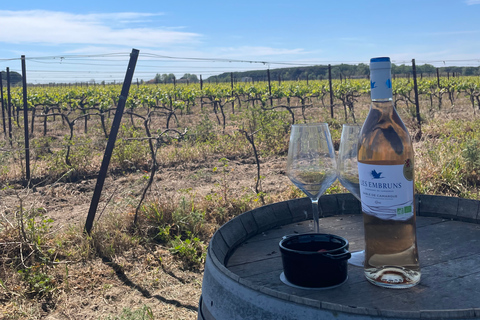 Montpellier : half day wine tour in Camargue