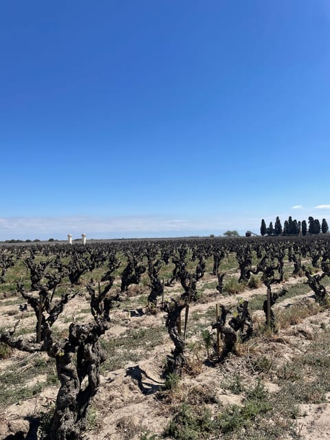 Montpellier , demi-journée de visite des vins en Camargue - Hizvo