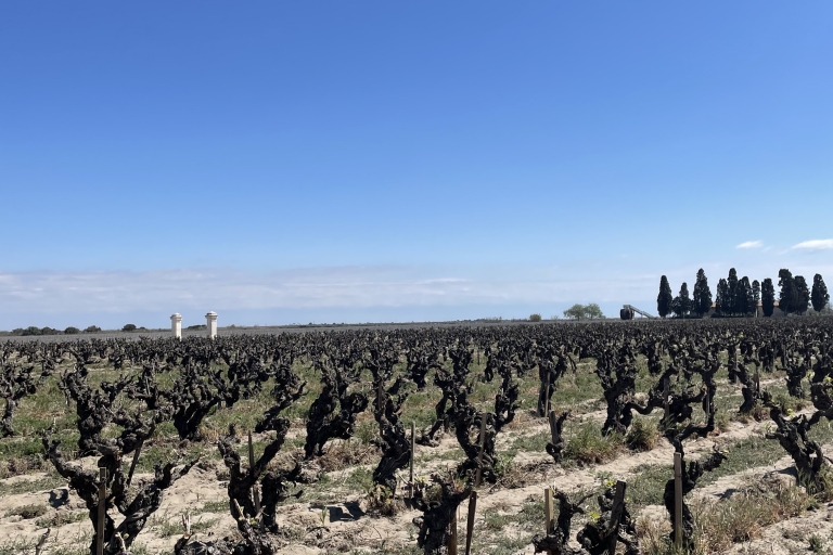Montpellier : halbtägige Weintour in der Camargue