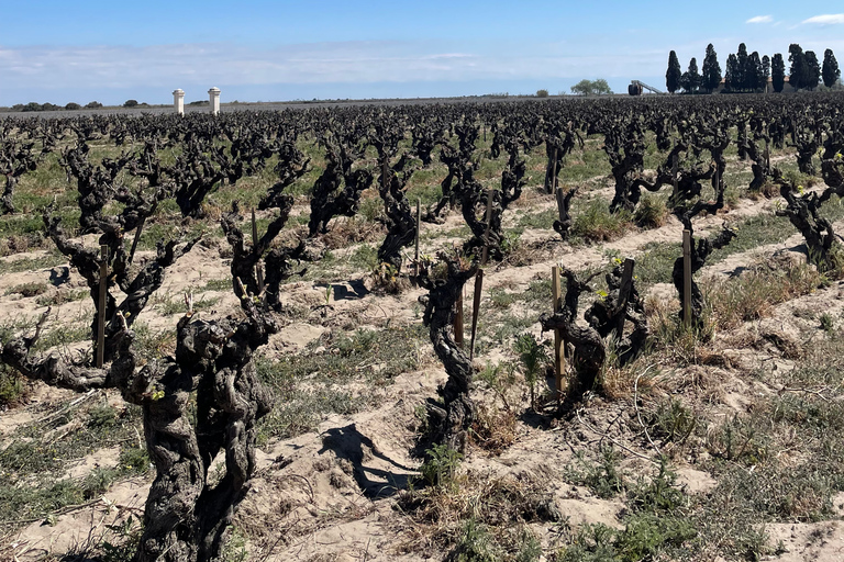 Montpellier : half day wine tour in Camargue