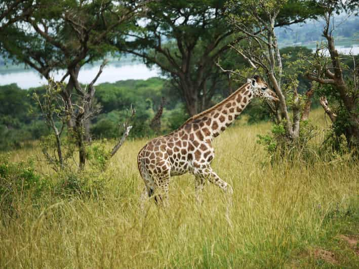 Guided Tour Giraffe Center And David Sheldrick Nairobi Getyourguide