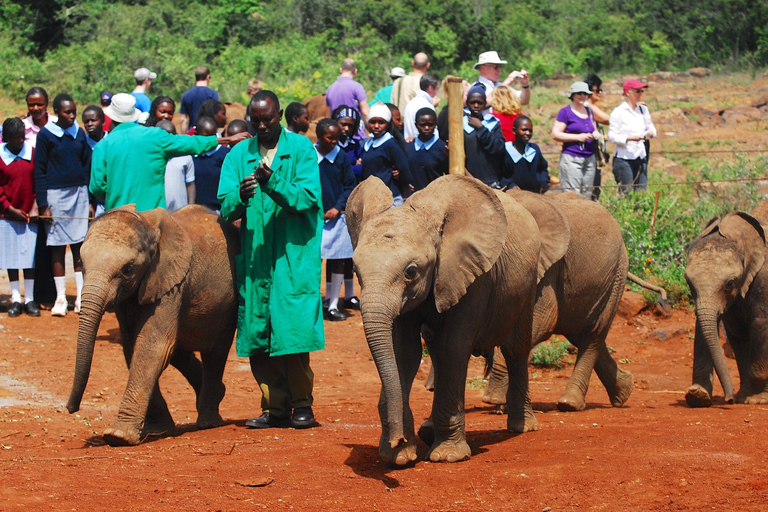 Nairobi : Excursion d'une journée au centre des girafes et à l'orphelinat des éléphants