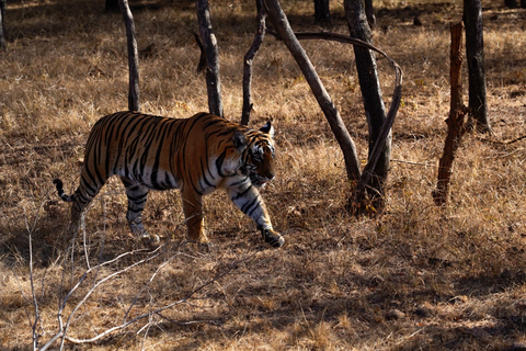 Från Delhi: 5-dagars Golden Triangle &amp; Ranthambore Safari TourUtan boende