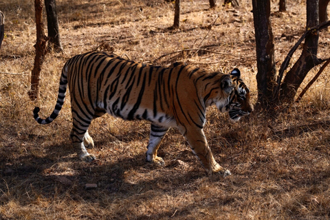 Desde Delhi: Excursión de 5 días al Triángulo de Oro y Safari en RanthamboreCon alojamiento en hotel de 3 estrellas