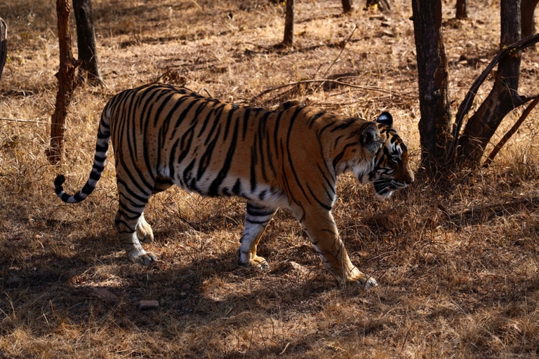 Från Delhi: 5-dagars Golden Triangle &amp; Ranthambore Safari TourUtan boende