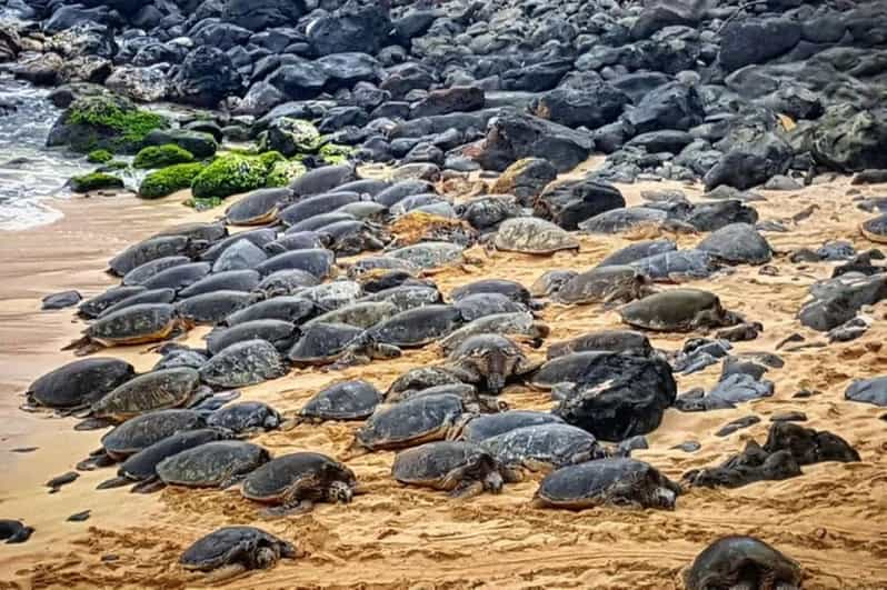 Maui: Iao Valley, Tropical Plantation & Lavender Farm Tour | GetYourGuide