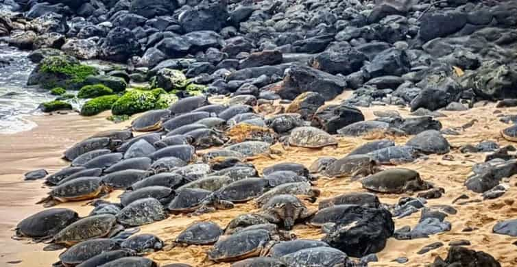 Maui: Iao Valley, Tropical Plantation & Lavender Farm Tour | GetYourGuide