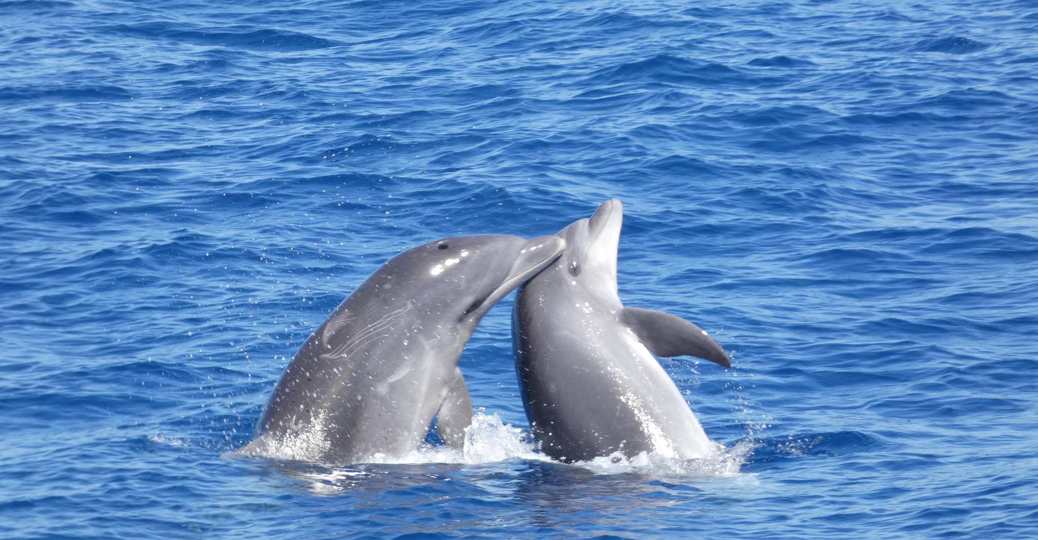 Los Cristianos, No-Chase Whale and Dolphin Cruise - Housity