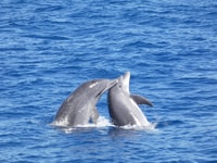 Los Cristianos, Croisière sans casque et Dolphin Cruise - Housity