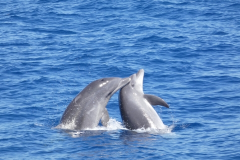 Los Cristianos: cruise zonder jacht op walvissen en dolfijnen
