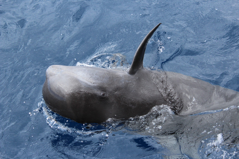 Los Cristianos: Crociera senza caccia alle balene e ai delfiniLos Cristianos: Crociera senza scrupoli con balene e delfini