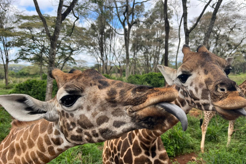 Nairobi: Elephant Orphanage Trust and Giraffe Center Tour