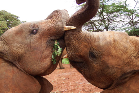 Nairobi: Elephant Orphanage Trust and Giraffe Center Tour