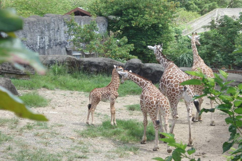 Taipei: Biglietto d&#039;ingresso allo zooPass giornaliero per la gondola di Maokong e ingresso allo zoo di Taipei