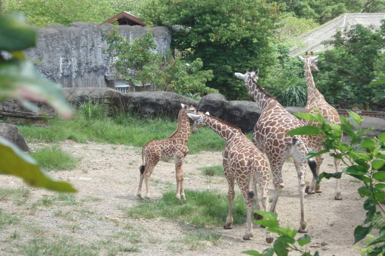 Taipeh: Zoo-EintrittskarteMaokong Gondel Tageskarte und Taipei Zoo Eintritt