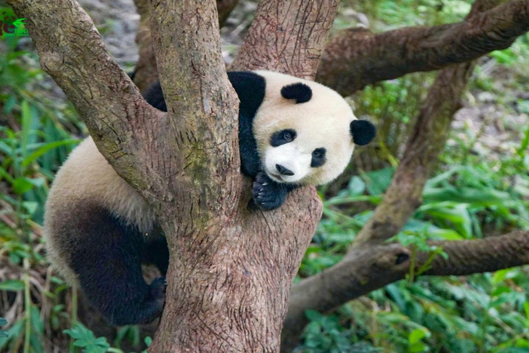 Taipei : Billets d&#039;entrée au zooCarte journalière pour la télécabine de Maokong et entrée au zoo de Taipei