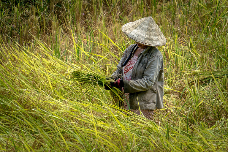 Photo Tour: Hanoi Rice Fields