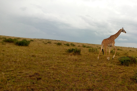 Elephant Orphanage, Giraffe Center And Nairobi National Park Elephant Orphanage, Giraffe Center And Nairobi N Park Tour