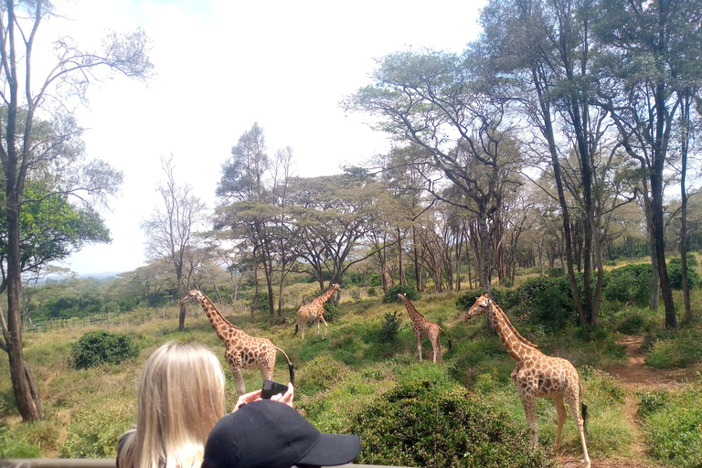 Elephant Orphanage, Giraffe Center And Nairobi National Park Elephant Orphanage, Giraffe Center And Nairobi N Park Tour