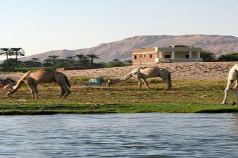 الأقصر: ركوب الجمال أو الخيل ذات المناظر الخلابة