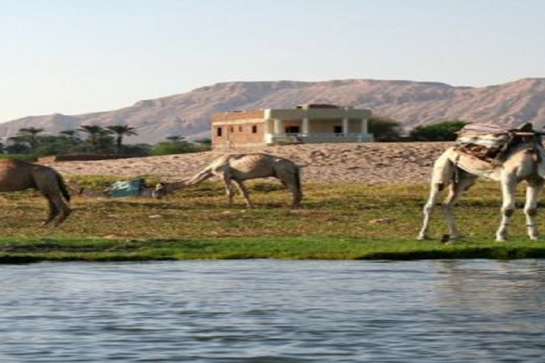 Louxor : Promenade à dos de chameau et à cheval