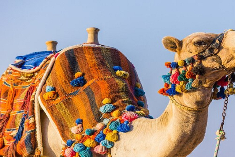 الأقصر: ركوب الجمال أو الخيل ذات المناظر الخلابة