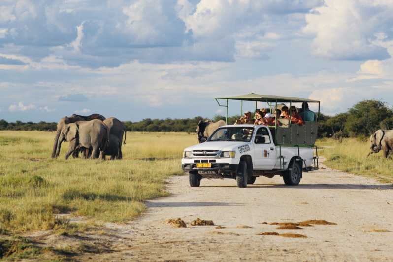 Etosha National Park: gamedrive van een hele of halve dag