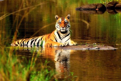 Da Delhi: Safari della tigre di 5 giorni e tour del triangolo d'oro