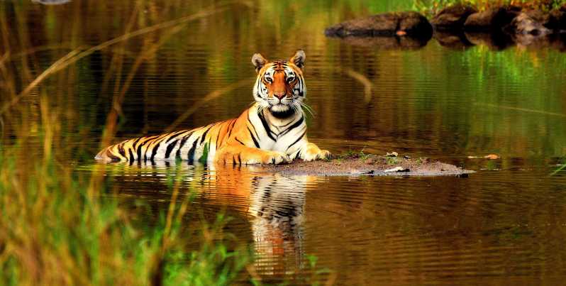 Au départ de Delhi : 5 jours de safari des tigres et d'excursion dans le Triangle d'Or