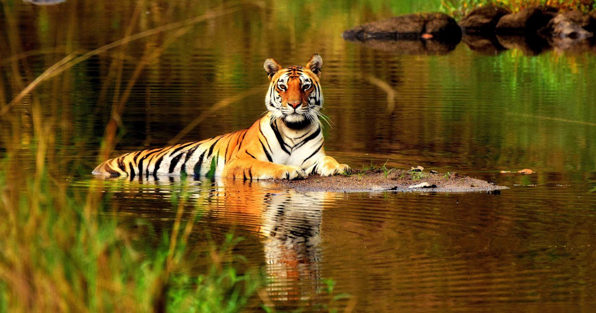 From Delhi: 5-Day Tiger Safari & Golden Triangle Tour | GetYourGuide