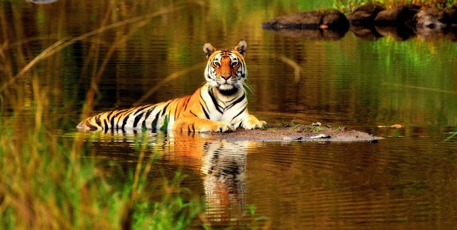 Visit From Delhi 5-Day Tiger Safari & Golden Triangle Tour in Delhi
