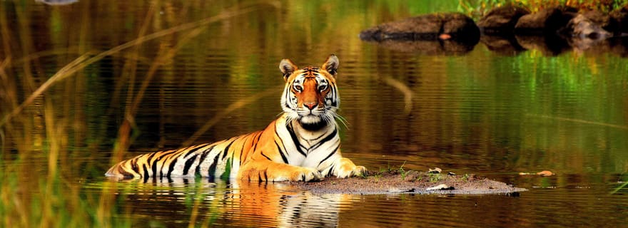 Au départ de Delhi : 5 jours de safari des tigres et d'excursion dans le Triangle d'Or