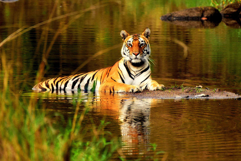 Från Delhi: 5-dagars Tiger Safari &amp; Gyllene triangeln-turTransport med endast förare och guide