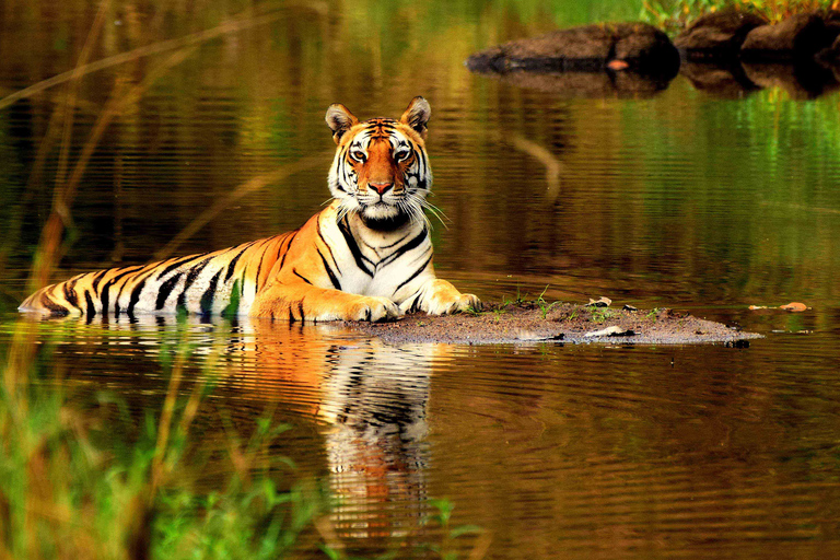 Från Delhi: 5-dagars Tiger Safari &amp; Gyllene triangeln-turTransport med endast förare och guide