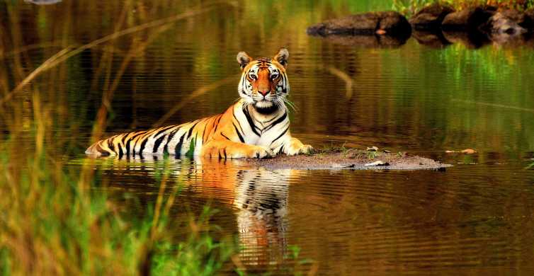 Ranthambore National Park, Rajasthan - Book Tickets & Tours | GetYourGuide
